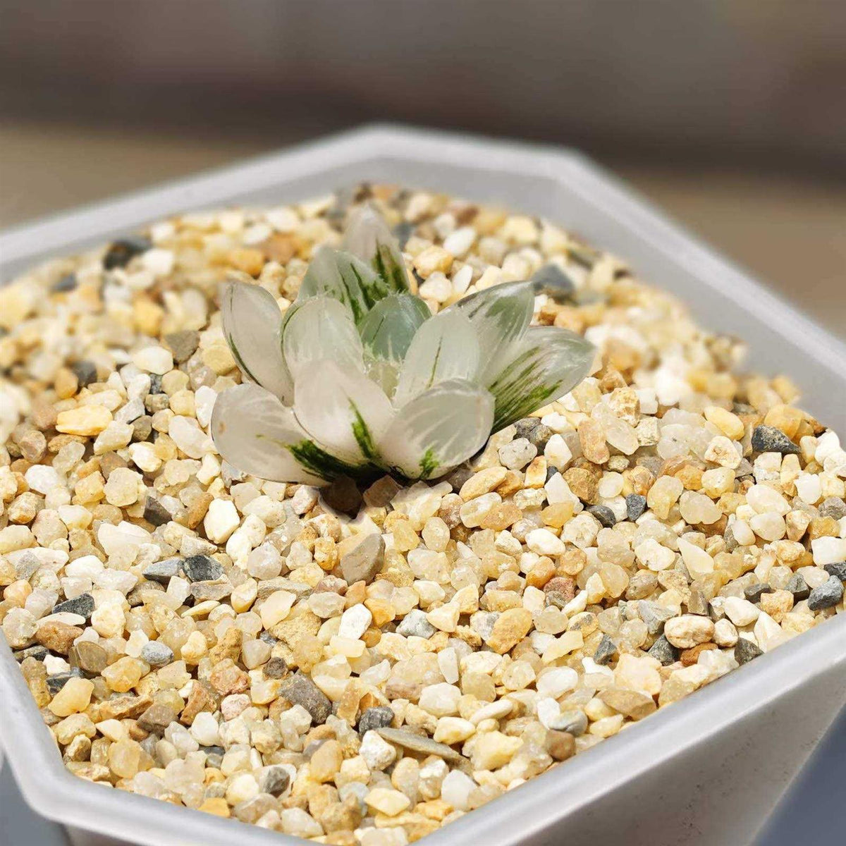 Coarse Sand Stone Silica Sand for Plants Soil Cover T5961