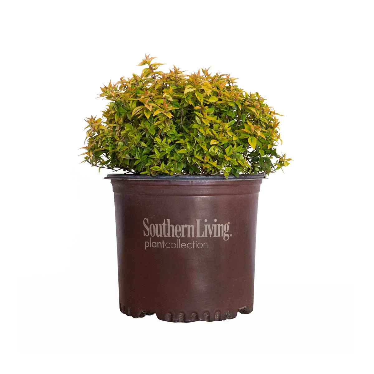 3 Gallon Evergreen Shrub with Variegated Foliage Live Outdoor Plant P89893