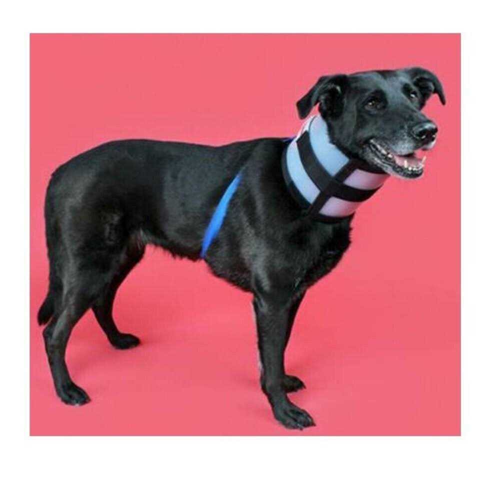 Pet Collar E40128