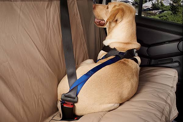 Blue Travel Safe Harness B35490