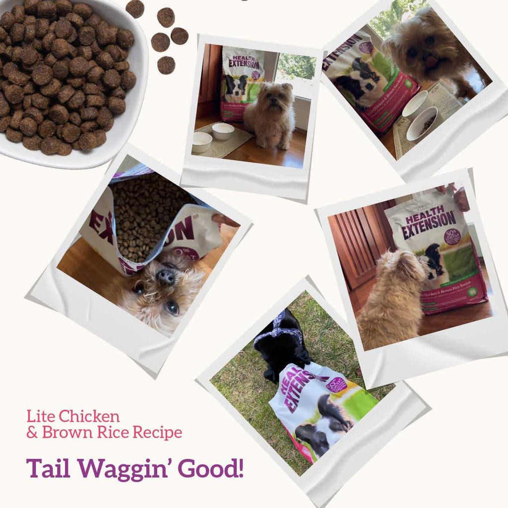 Chicken & Brown Rice Dry Dog Food J7600