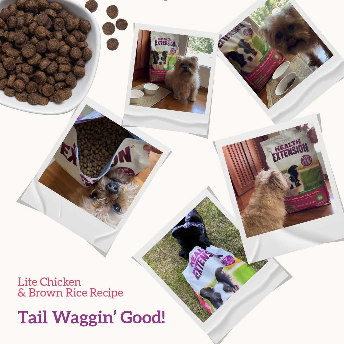 Chicken & Brown Rice Dry Dog Food J7600