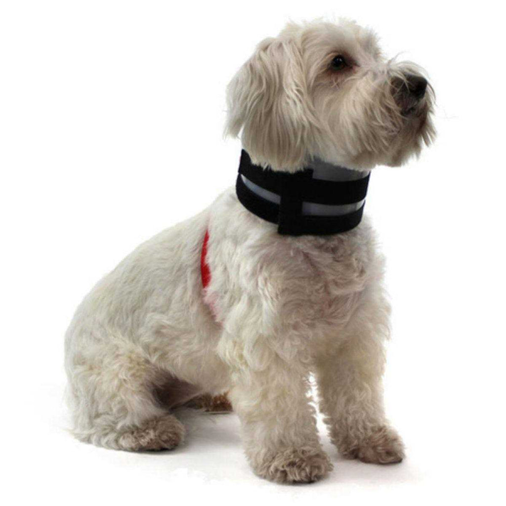 Pet Collar E40128