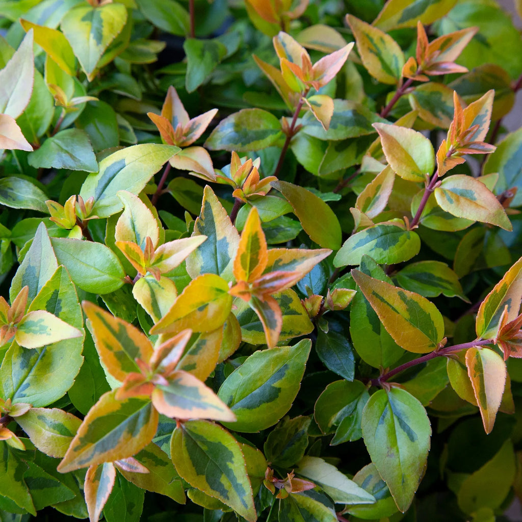 3 Gallon Evergreen Shrub with Variegated Foliage Live Outdoor Plant P89893
