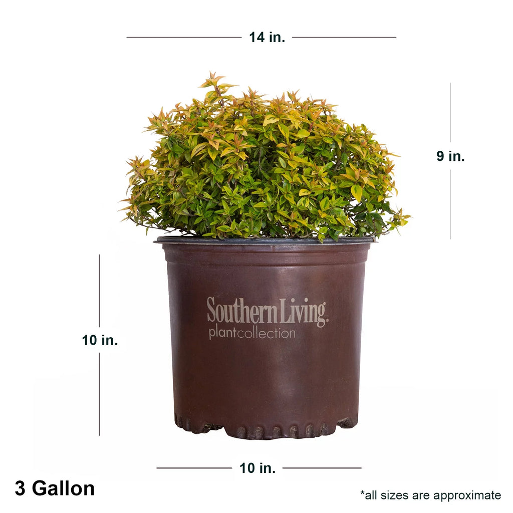 3 Gallon Evergreen Shrub with Variegated Foliage Live Outdoor Plant P89893