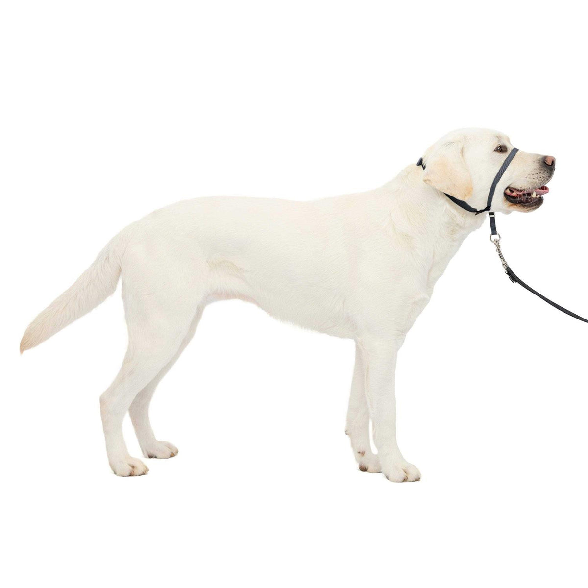 Gentle Leader Headcollar U423647