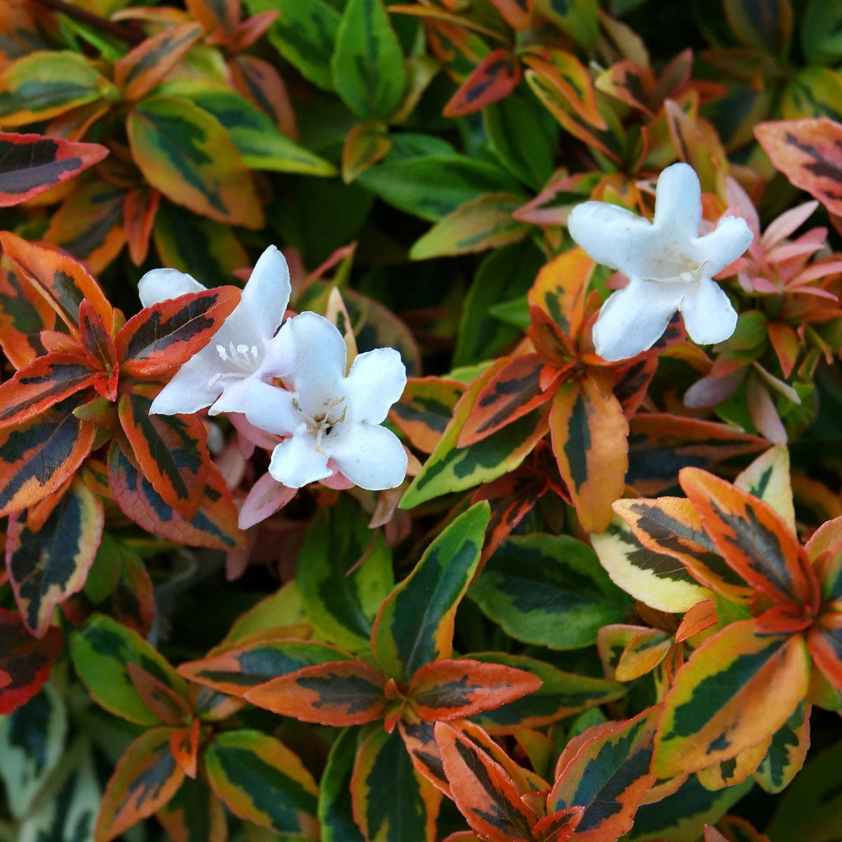 3 Gallon Evergreen Shrub with Variegated Foliage Live Outdoor Plant P89893