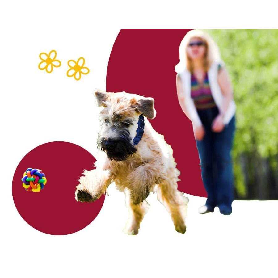 Dog Training System with DVD Set and command collar K64918