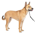 Gentle Leader Headcollar U423647
