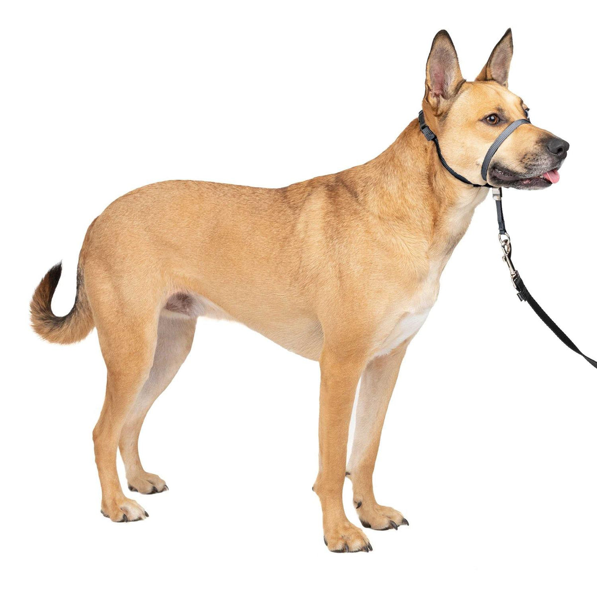 Gentle Leader Headcollar U423647
