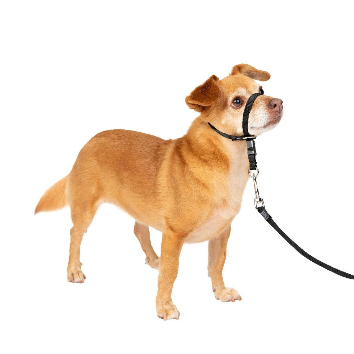 Gentle Leader Headcollar U423647