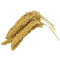 Spray Millet for Parrots Cockatiel Lovebird Parakeet Finch Canary H516