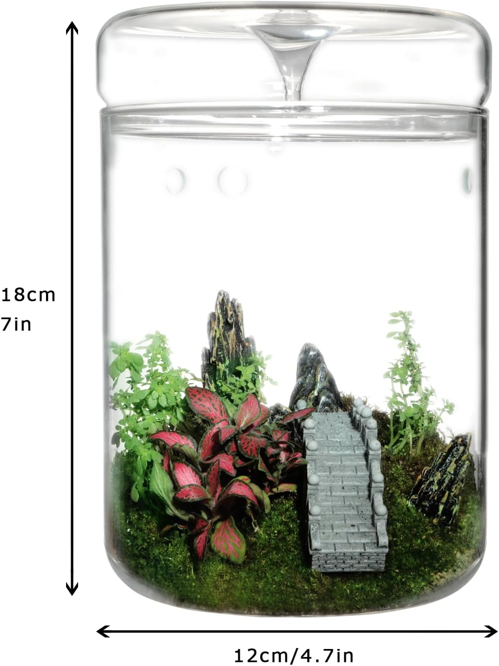 Glass Plant Terrarium – 4.7 x 7 in Small Glass Planter with Lid V441082