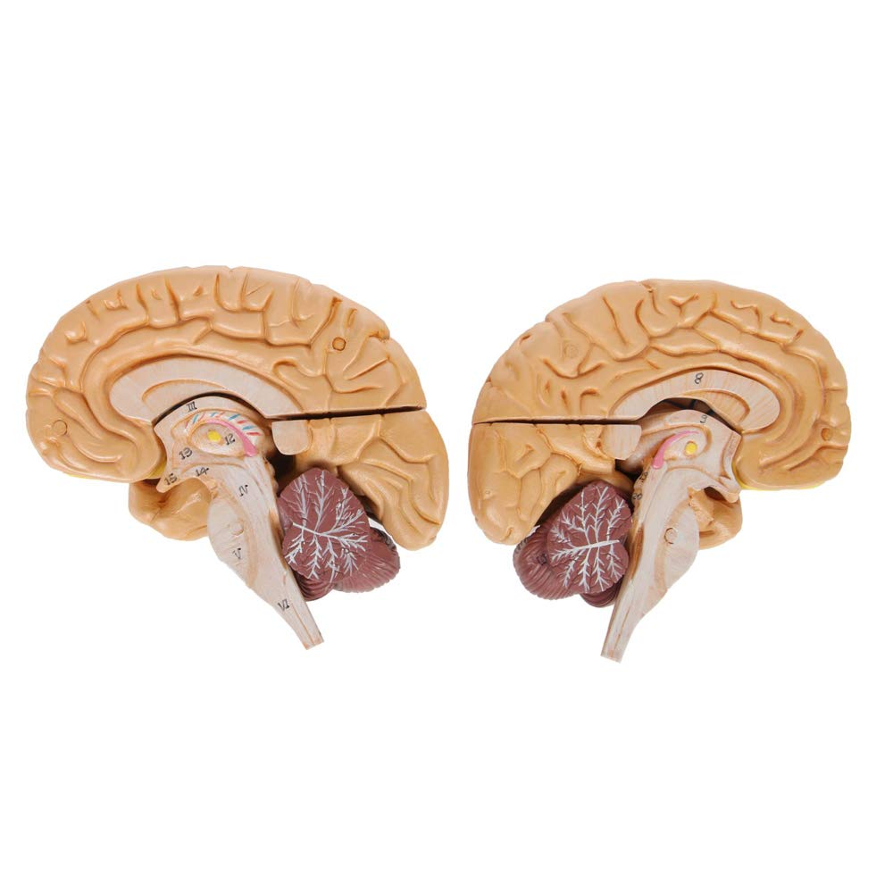 3-Part Numbered Human Skull Model with Removable 8-Part Brain U5910