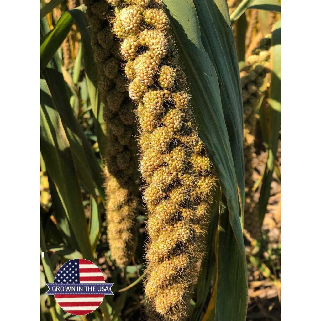Spray Millet for Parrots Cockatiel Lovebird Parakeet Finch Canary H516