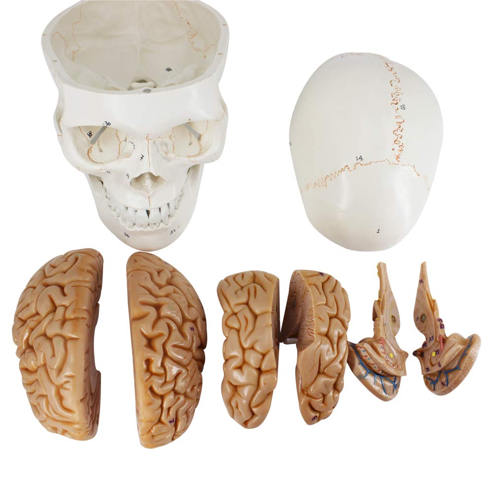 3-Part Numbered Human Skull Model with Removable 8-Part Brain U5910