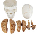 3-Part Numbered Human Skull Model with Removable 8-Part Brain U5910